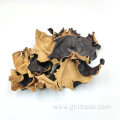 Black Fungus With White Back